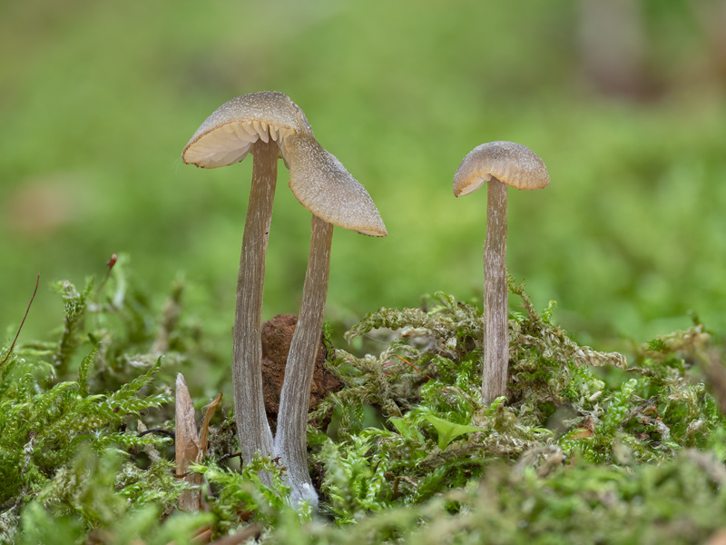 Entoloma juncinum